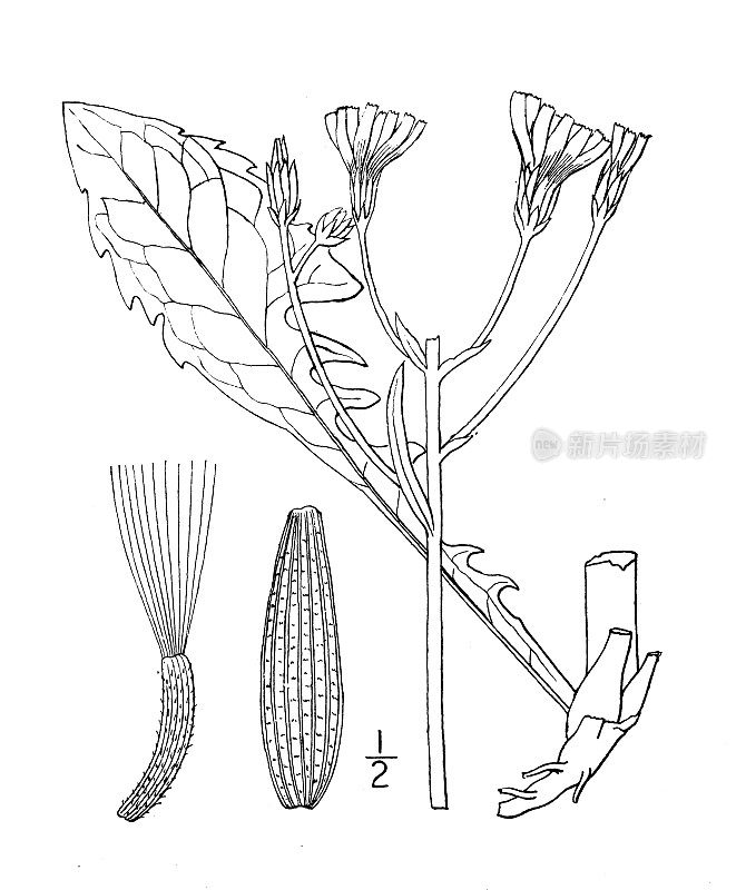 古植物学植物插图:Crepis biennis，粗糙的鹰须